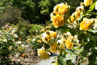 Yellow roses in the Rose Garden