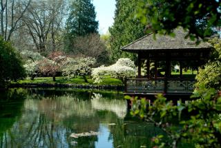 Japanese Garden pond