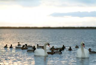 Swans at the lagoon