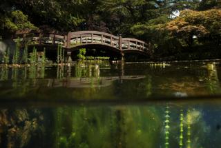 Pond in the Japanese Garden