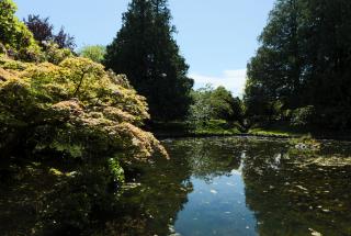 Japanese Garden pond