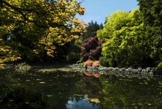 Japanese Garden pond