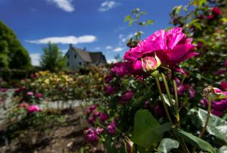 Fuscia roses in the Rose Garden