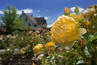 View of yellow roses in Rose Garden