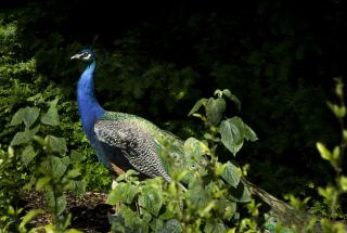 Peacock in the gardens