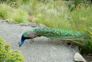 Peacock on path