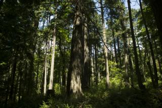 Forest trails