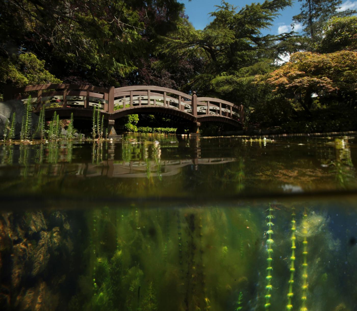 Pond in the Japanese Garden Royal Roads University Hatley Park